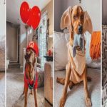 This dog is winning Halloween with his 31 amazing costumes