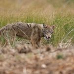 Endangered red wolf populations could be revived with ‘ghost’ genes from coyotes, scientists say