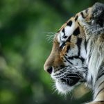 14-year-old tiger dies after contracting COVID-19 at zoo