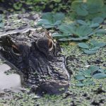 Woman killed in alligator attack at Florida golf course: Sheriff