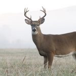 Visitor attacked by buck in Yosemite National Park, as others feed wildlife