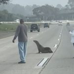 Sea lion rescued off busy California highway miles from harbor