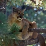Dog gravely injured after trying to defend owner from mountain lion attack